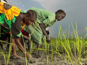 Martha Nyakueka Dak and Nyatuor Patai plant rice