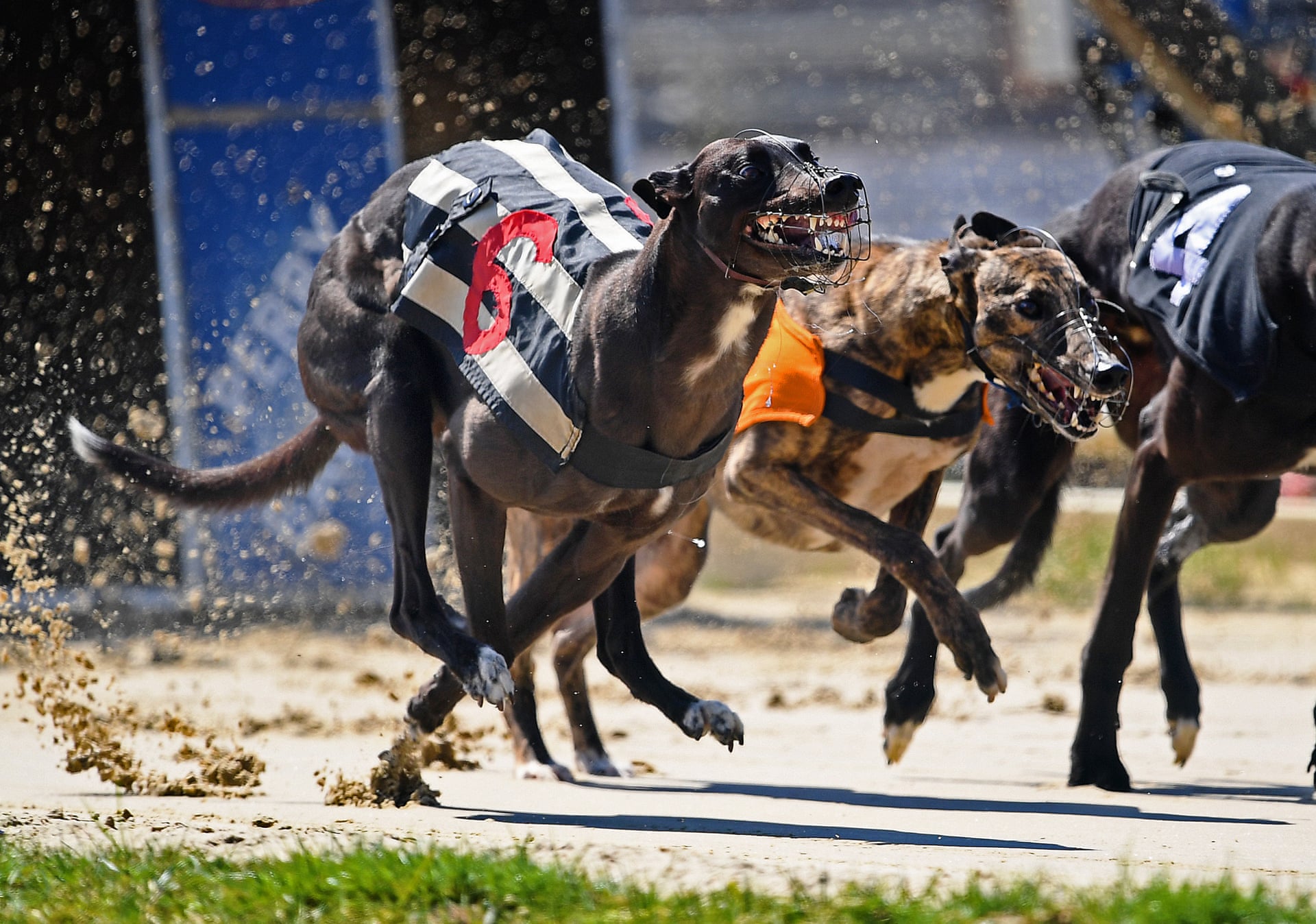 Greyhounds racing at Perry Barr Stadium, Birmingham, England [1920x1348 ...