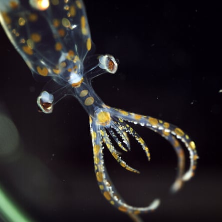 Closeup of yellow and blue squid with eye stalks protruding