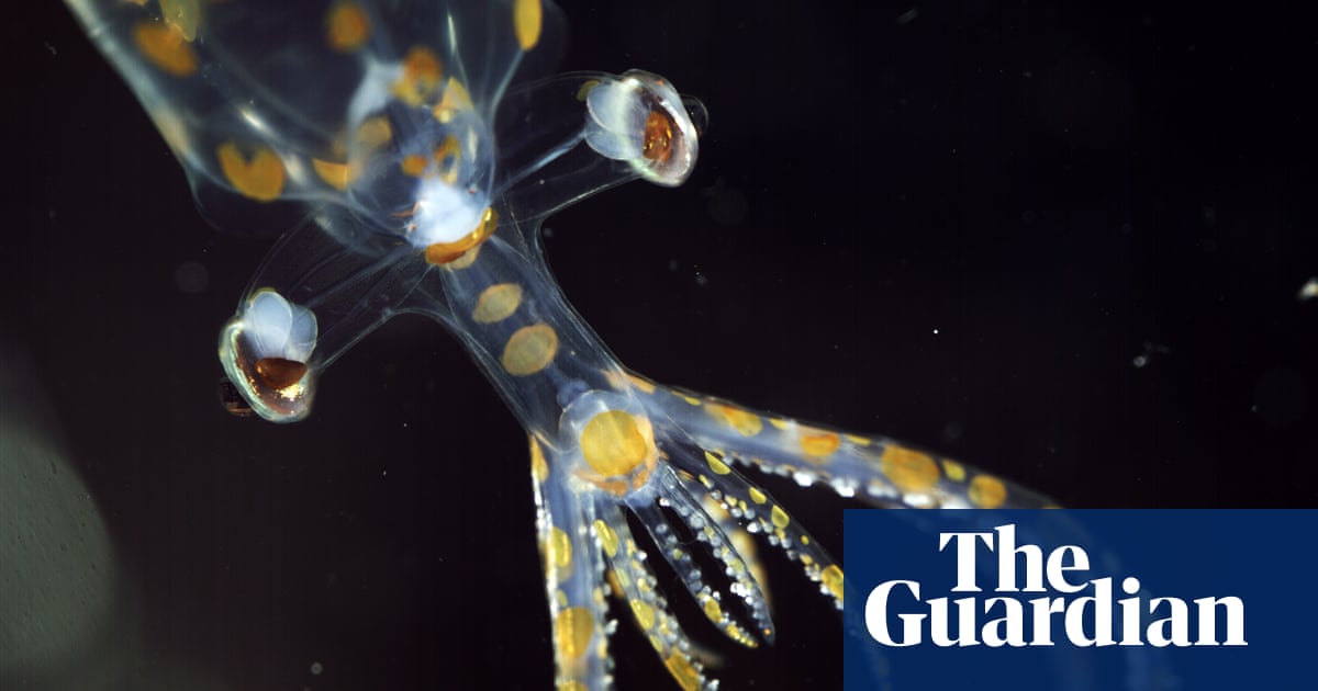 ‘Chock full of incredible animals’: marine expedition uncovers 31 new species in two weeks