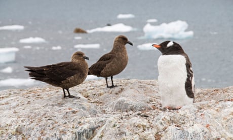 Brown skua and gentoo penguin on Cuverville Island, Antarctica.