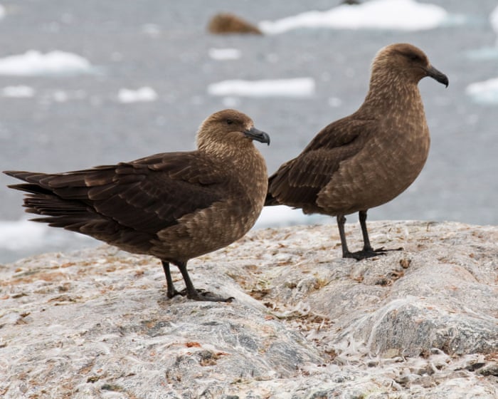 Fears for New Zealand’s native species as first bird flu case emerges