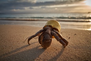 A terrestrial hermit crab that has settled its body inside a plastic tub in Pulau Bangka, Indonesia