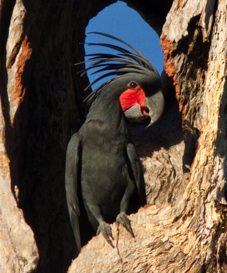 The Cape York palm cockatoo.