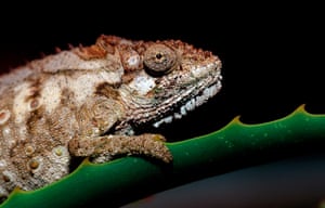 An eastern dwarf chameleon, (Bradypodion ventrale).