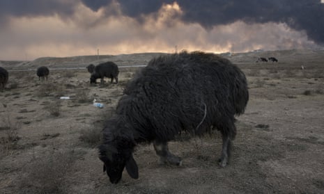 Sheep blackened by the soot from oil fires started by Isis militants are seen in Qayyarah, south of the Iraqi city of Mosul