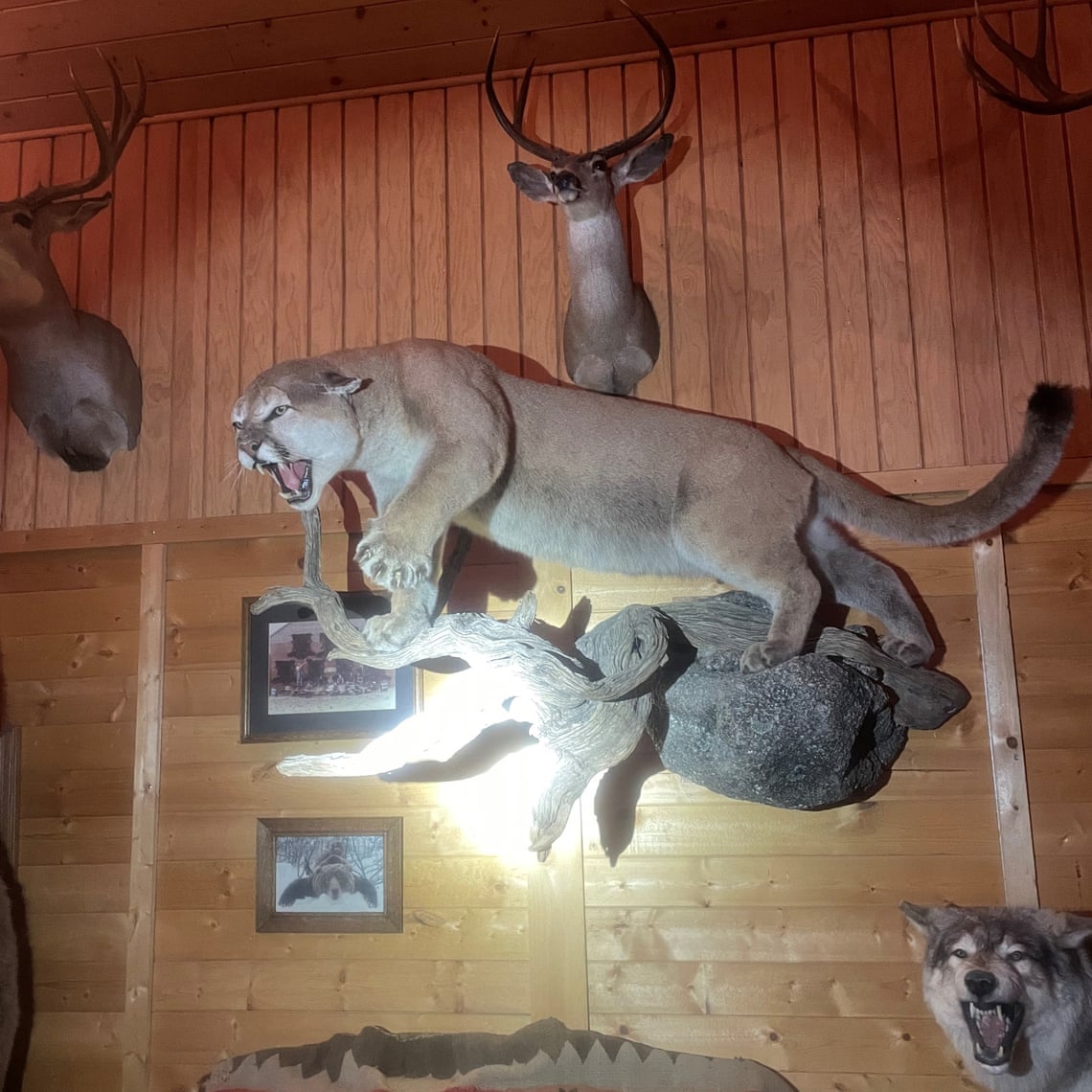 California couple confided about stuffed mountain lion to fellow fliers, authorities say. They were in for a shock California couple confided about stuffed mountain lion to fellow fliers, authorities say. They were in for a shock