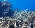 WA’s ‘longest and most intense’ marine heatwave killed coral across 1,500km stretch