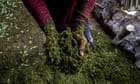 The Colombian coca market has collapsed. Why isn't anyone buying the cocaine precursor?