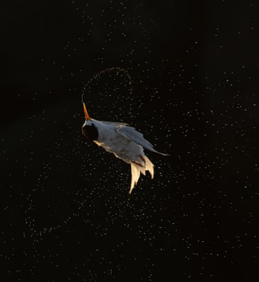 A fairy tern flips in the air with water droplets