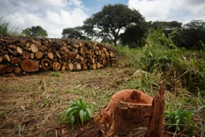 Wood collected for charcoal burning in Koch Lii, Nwoya district, Northern Uganda