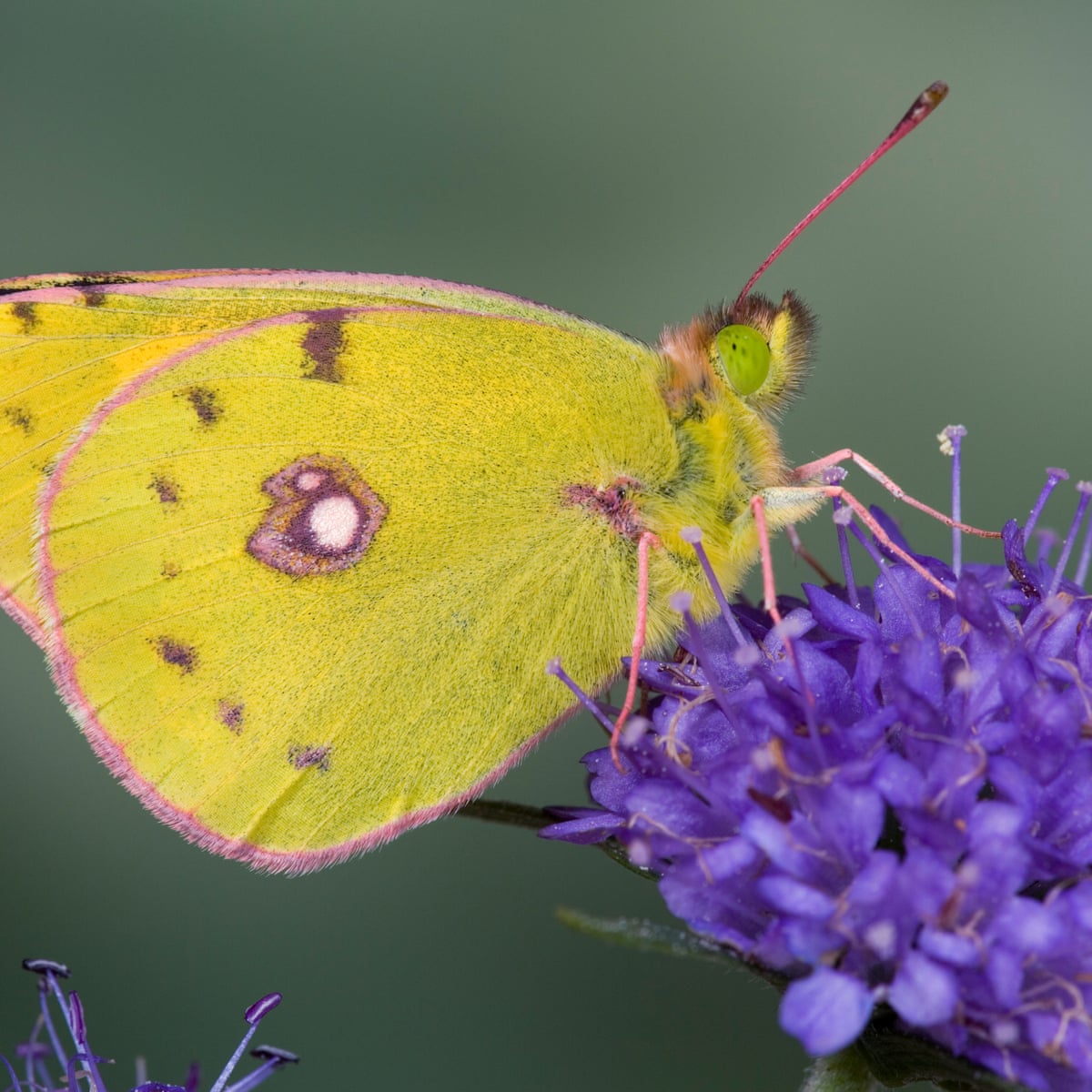 Country diary 1922: a clouded yellow butterfly year | Butterflies ...