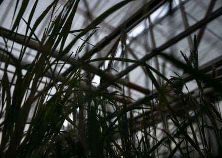 Rice plants during nightfall in a greenhouse on the roof of the Arkansas State University Biosciences Institute.