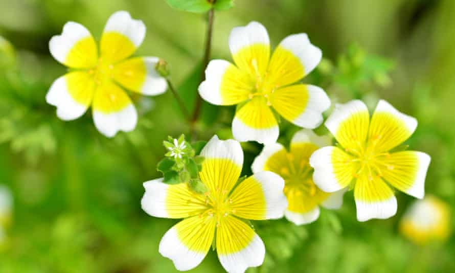 Cheery and useful … the poached egg plant.