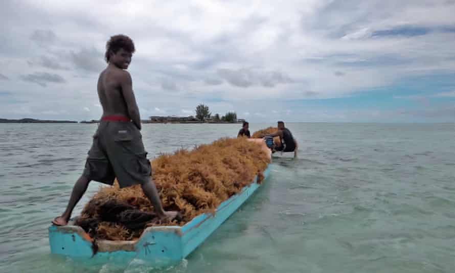 Two boats carrying seaweed