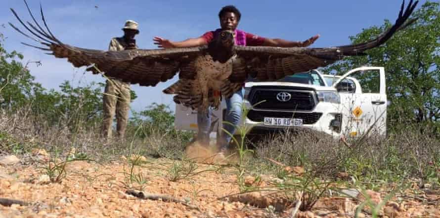 Merlyn Nomusa Nkomo liberando un águila marcial con un rastreador GPS en el parque nacional Kruger.