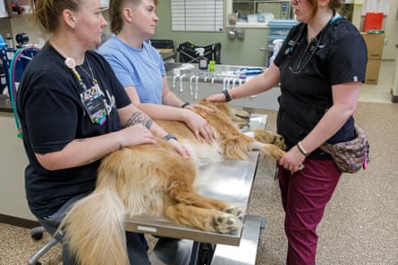 A dog lies on an examination table as pet hospital workers consult.