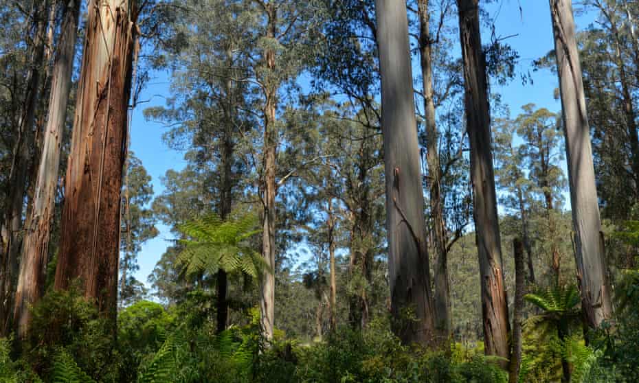 tall eucalypts in a forest