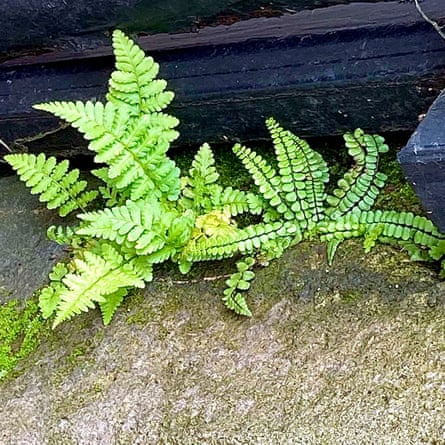 A natural fern garden, sustained by a leaky drainpipe, in masonry in Durham market place.