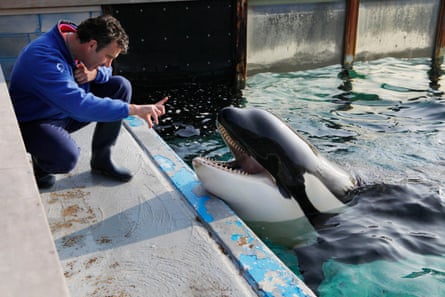 man kneels and gestures at orca whose head is sticking out of the water in a tank