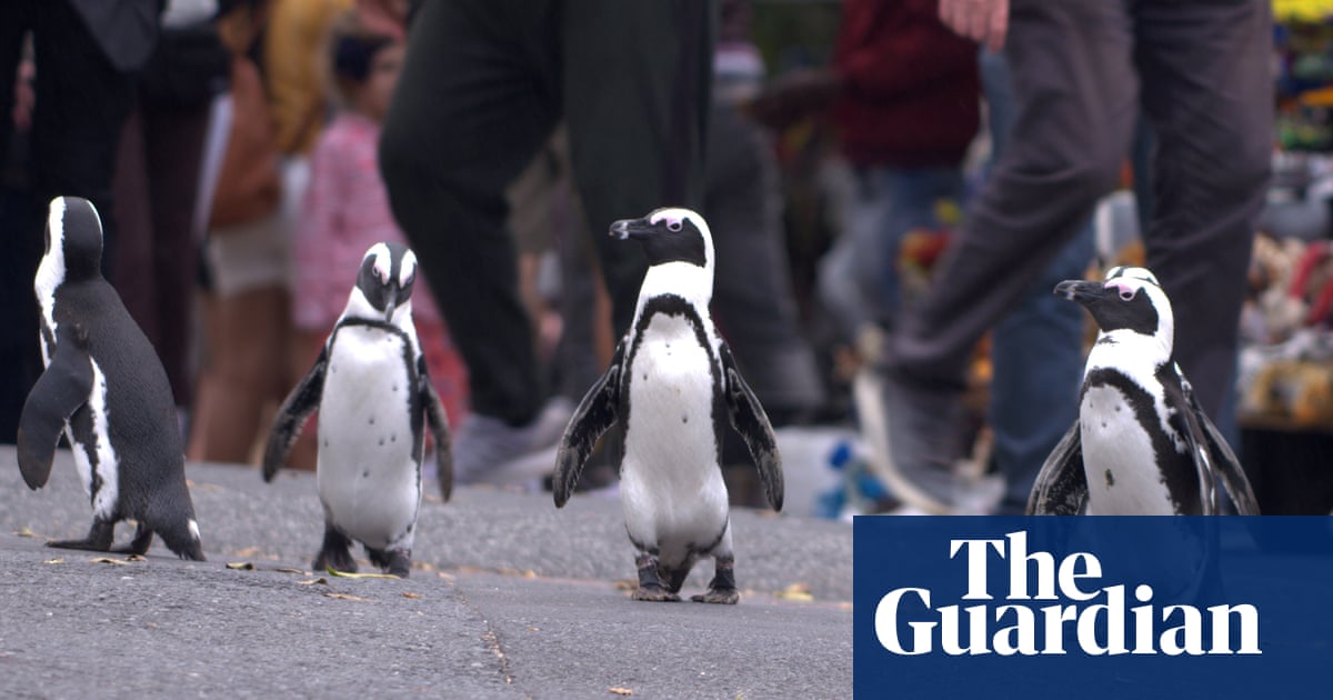 Move over, Attenborough! Penguin Town is the cuddly nature show for our times