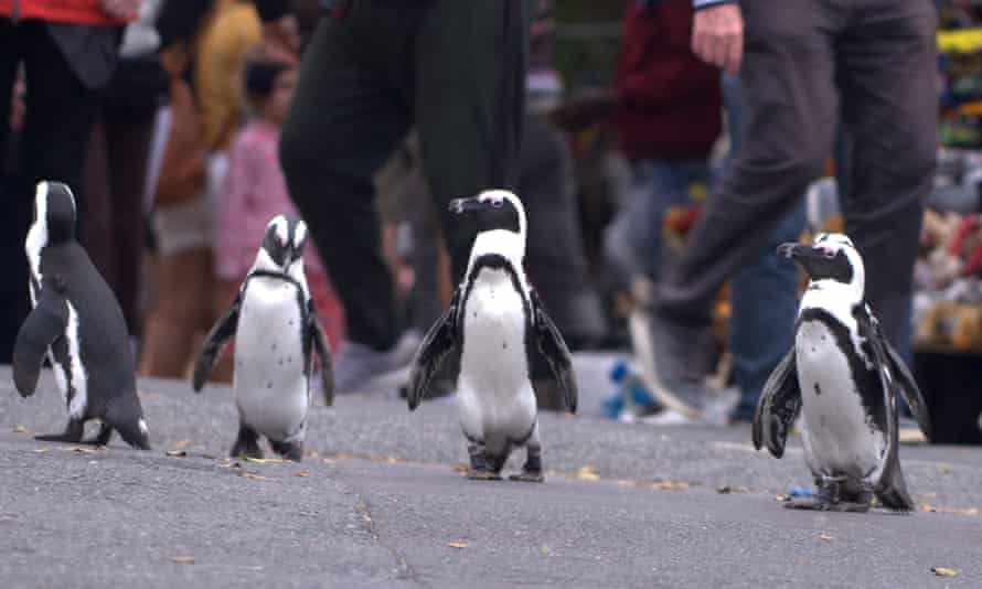 pix Penguin Pictures move over attenborough penguin town