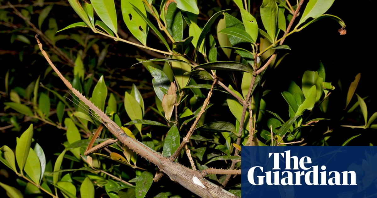 Supersized stick insect discovered in high-altitude trees in Australia | Insects Supersized stick insect discovered in high-altitude trees in Australia | Insects