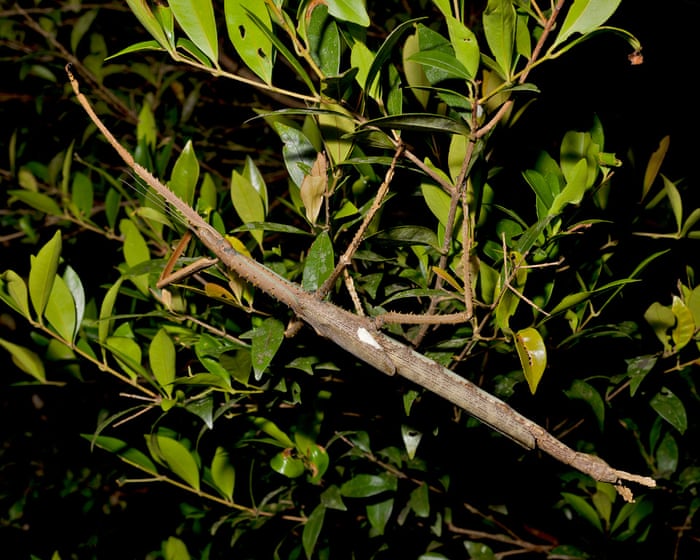 Supersized stick insect discovered in high-altitude trees in Australia