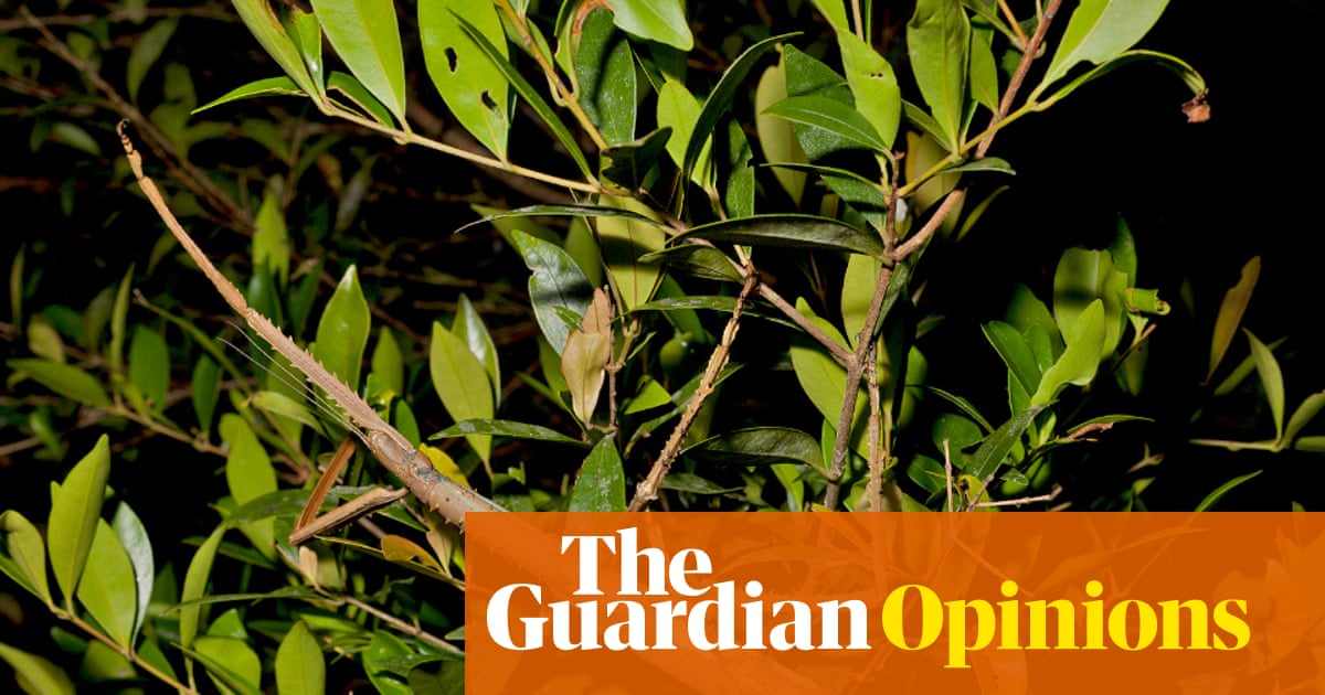 A huge stick insect has been discovered in Australia. Here's why that's important | Gwen Pearson