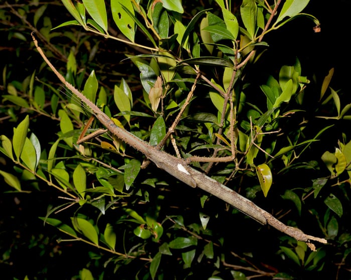 Australia Discovers Heaviest Stick Insect Ever