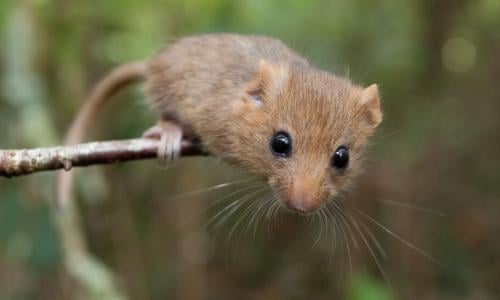 46+ Prey Eyes Animal Images