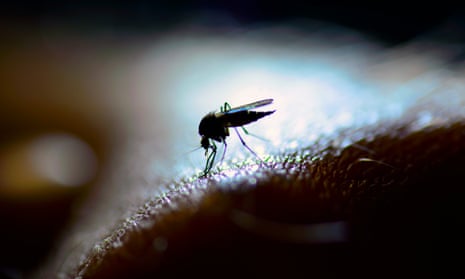 A mosquito in close-up and backlit by a LED lamp