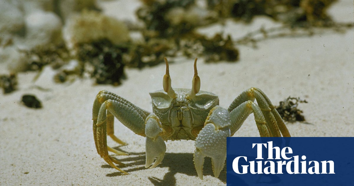 Ghost crabs use teeth in stomachs to 'growl' at predators