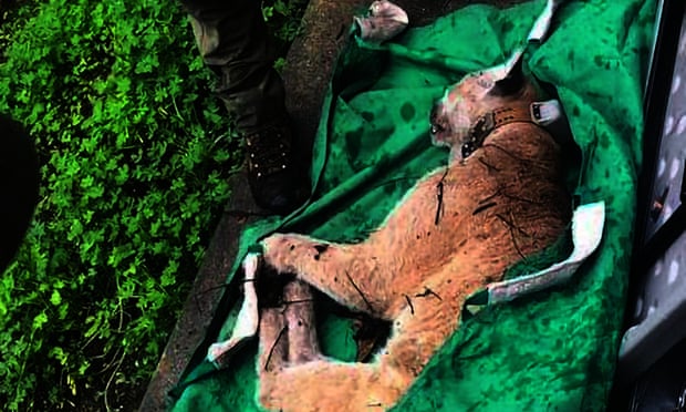 LA's most famous mountain lion, P-22, captured after attacking dogs in the  Hollywood Hills | Los Angeles | The Guardian