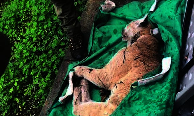 LA's most famous mountain lion, P-22, captured after attacking dogs in the Hollywood Hills | Los Angeles | The Guardian LA's most famous mountain lion, P-22, captured after attacking dogs in the Hollywood Hills | Los Angeles | The Guardian