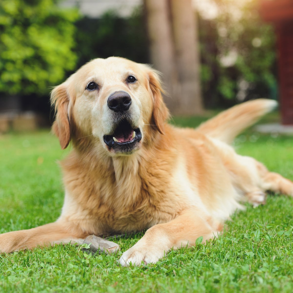 The Animals Among Us By John Bradshaw Review The Science Behind Our Love Of Pets Dogs The Guardian The Animals Among Us By John Bradshaw Review The Science Behind Our Love Of Pets Dogs The Guardian