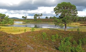 Abernethy Forest in Scotland