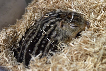 A squirrel sleeping in a lab