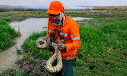Gustavo Figueroa handles a snake by a small river with grass burning in the background.