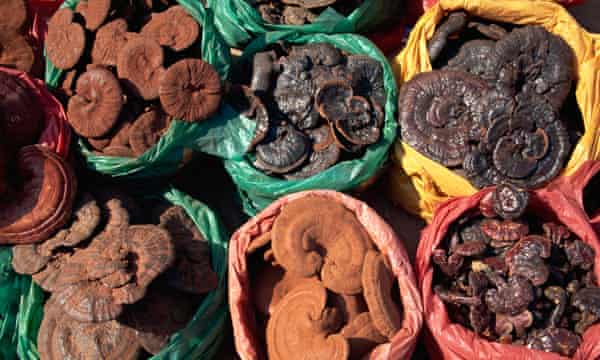 grzyby na sprzedaż w sklepie zielarskim w Sheung Wan, Chiny