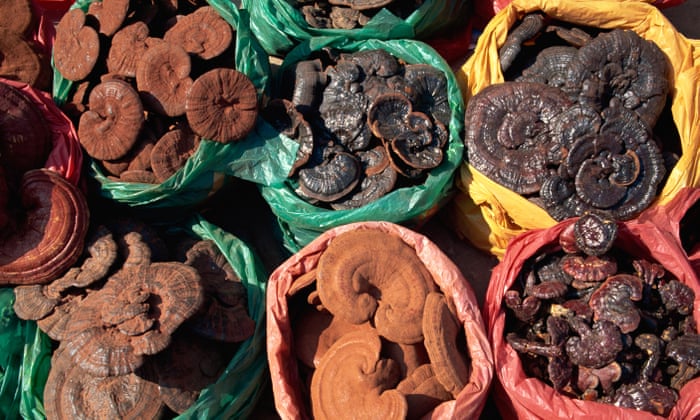 Mushroom magic: why the latest health fad might be on to something | Health & wellbeing | The Guardian
