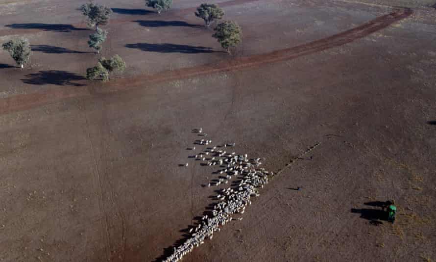 An aerial view of cattle on a dry paddock in the drought-hit area of Quirindi in New South Wales, in 2018