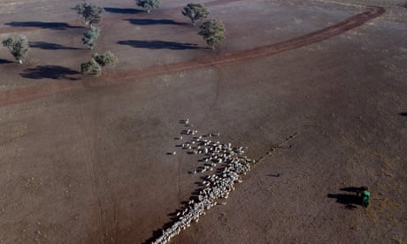 An aerial view of cattle on a dry paddock in the drought-hit area of Quirindi in New South Wales in 2018