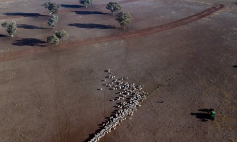 An aerial view of cattle on a dry paddock in the drought-hit area of Quirindi in New South Wales, in 2018