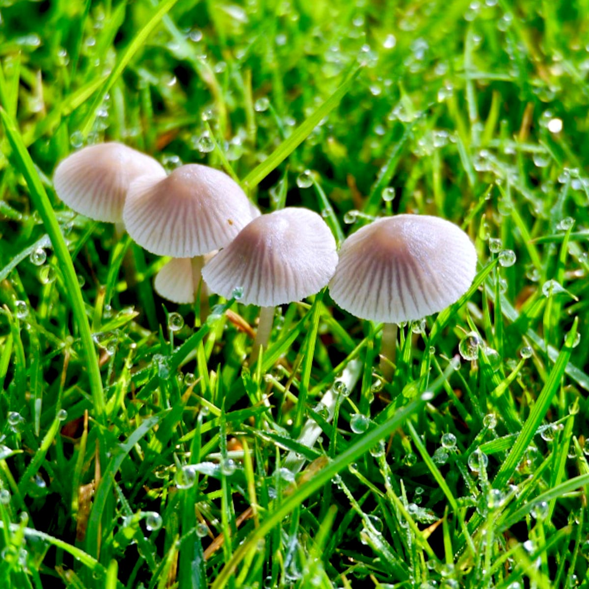 The Goddess Is Alive And Magic Is Afoot Faeries Fairy Magic Fairy