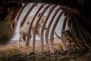 Animals in their environment – winner – Food for WeeksA camera trap placed inside a large muskox carcass was used to take this shot of a pack of 10 wolves, the members of which returned to feed for more than a month. The location became the de facto rendezvous site for the pack in the Canadian Arctic