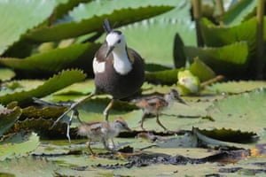 Yilan, Taiwan: uma jacana de rabo de faisão caminha com seus filhotes sobre lírios em uma fazenda de lírios