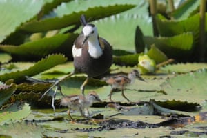 Yilan, Taiwan: a pheasant-tailed jacana walks with its chicks over lily pads at a lily farm