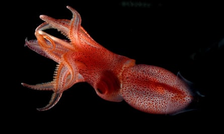 A cockeye squid against black water