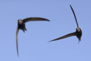 Swifts se perseguem pelos telhados em Londres, Inglaterra. Swifts retornaram ao Reino Unido para procriar após sua migração épica para o continente africano.